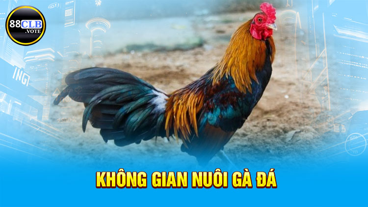 khong-gian-nuoi-ga-da-kha-quan-trong